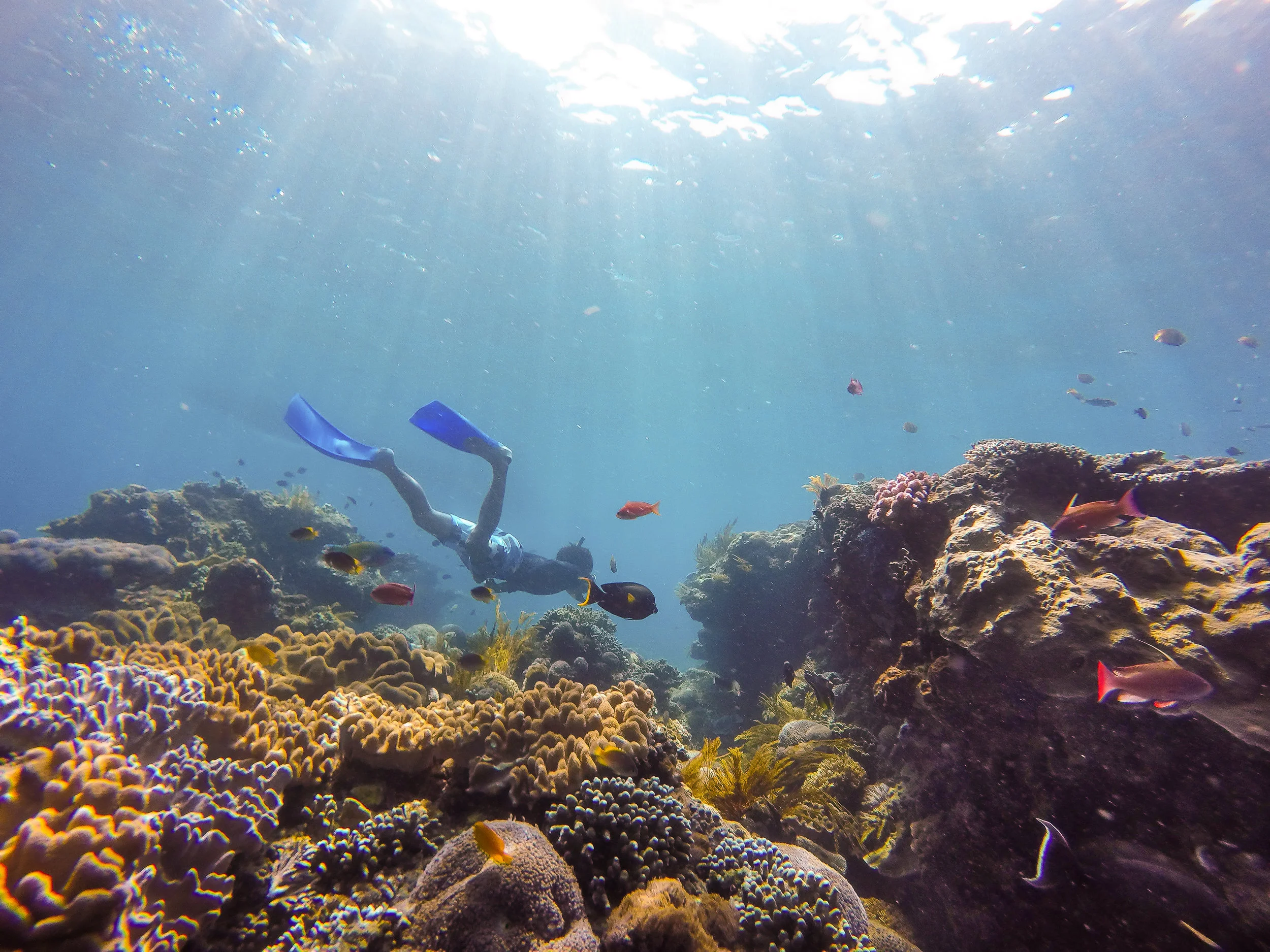 Our divemaster checking out particular reef feature