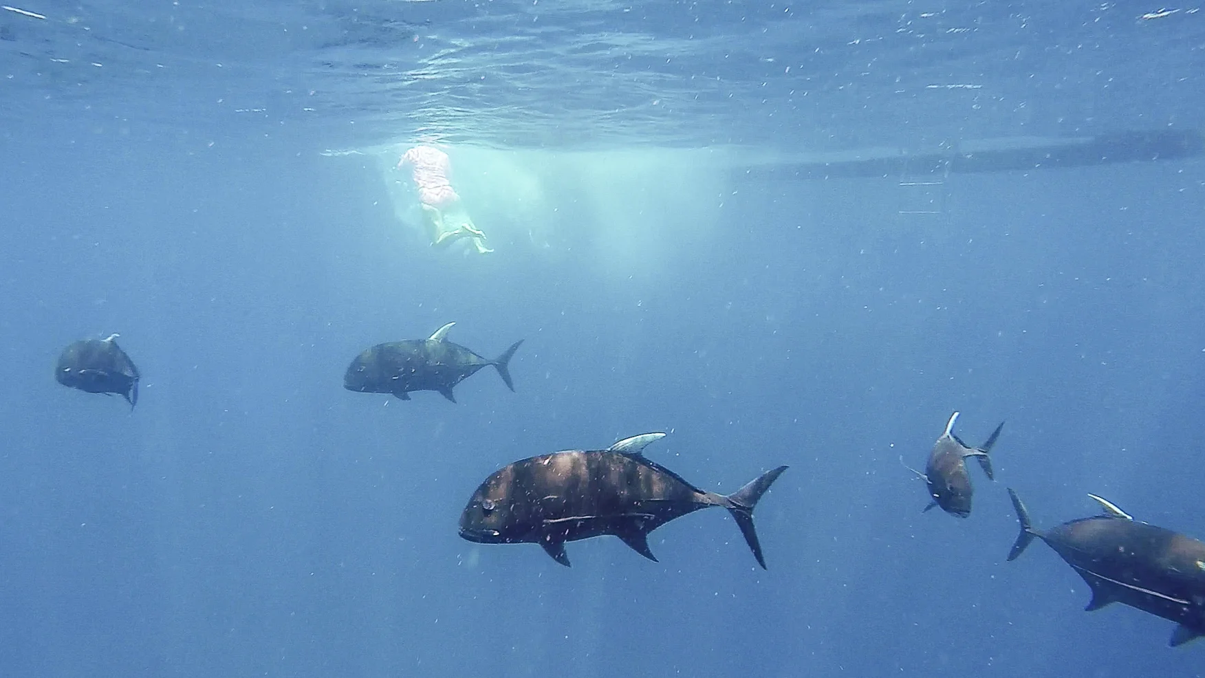 Swimming in a school of active feeding trevally (woman for scale!)
