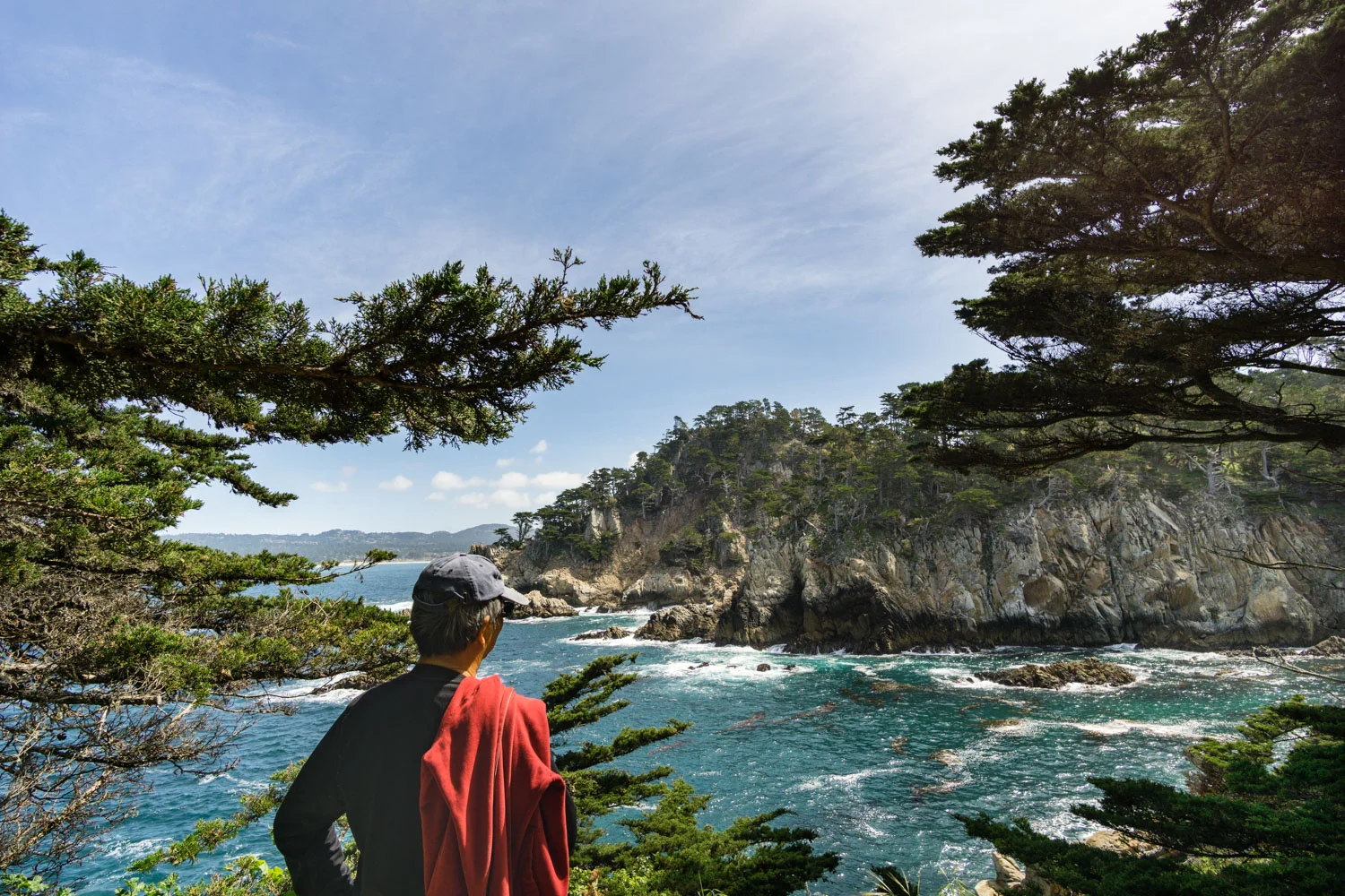 You can see the density of Monterey Cypress in Point Lobos - they grow right up to the edge of the cliff