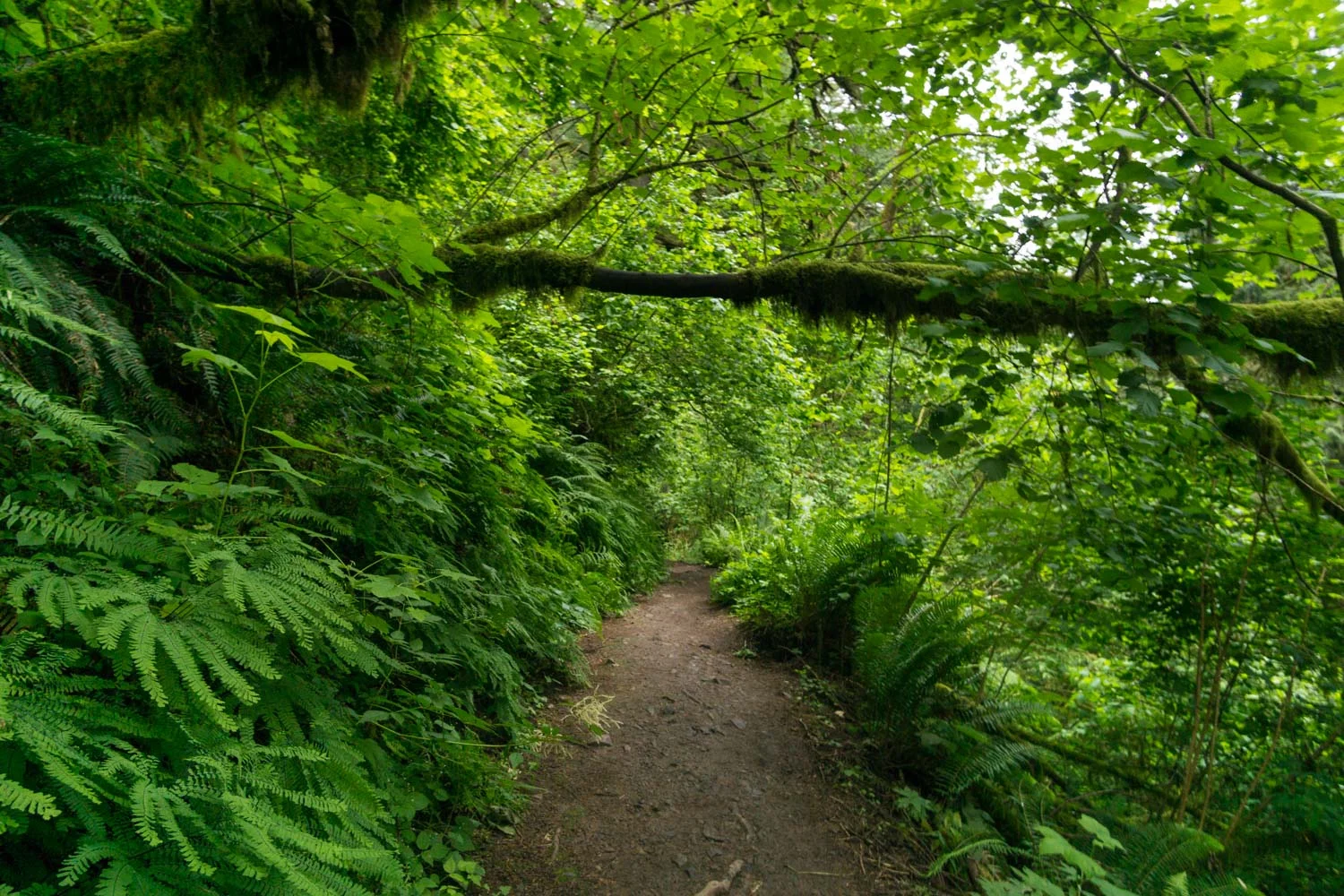 Tons of ferns overgrowing this part of the trail