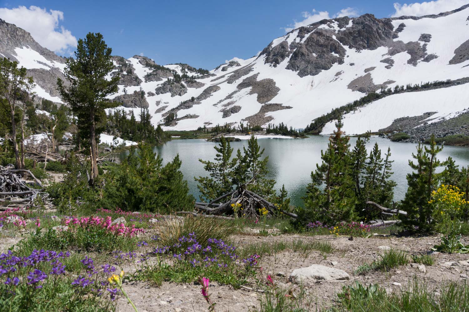 Barney Lake wildflowers