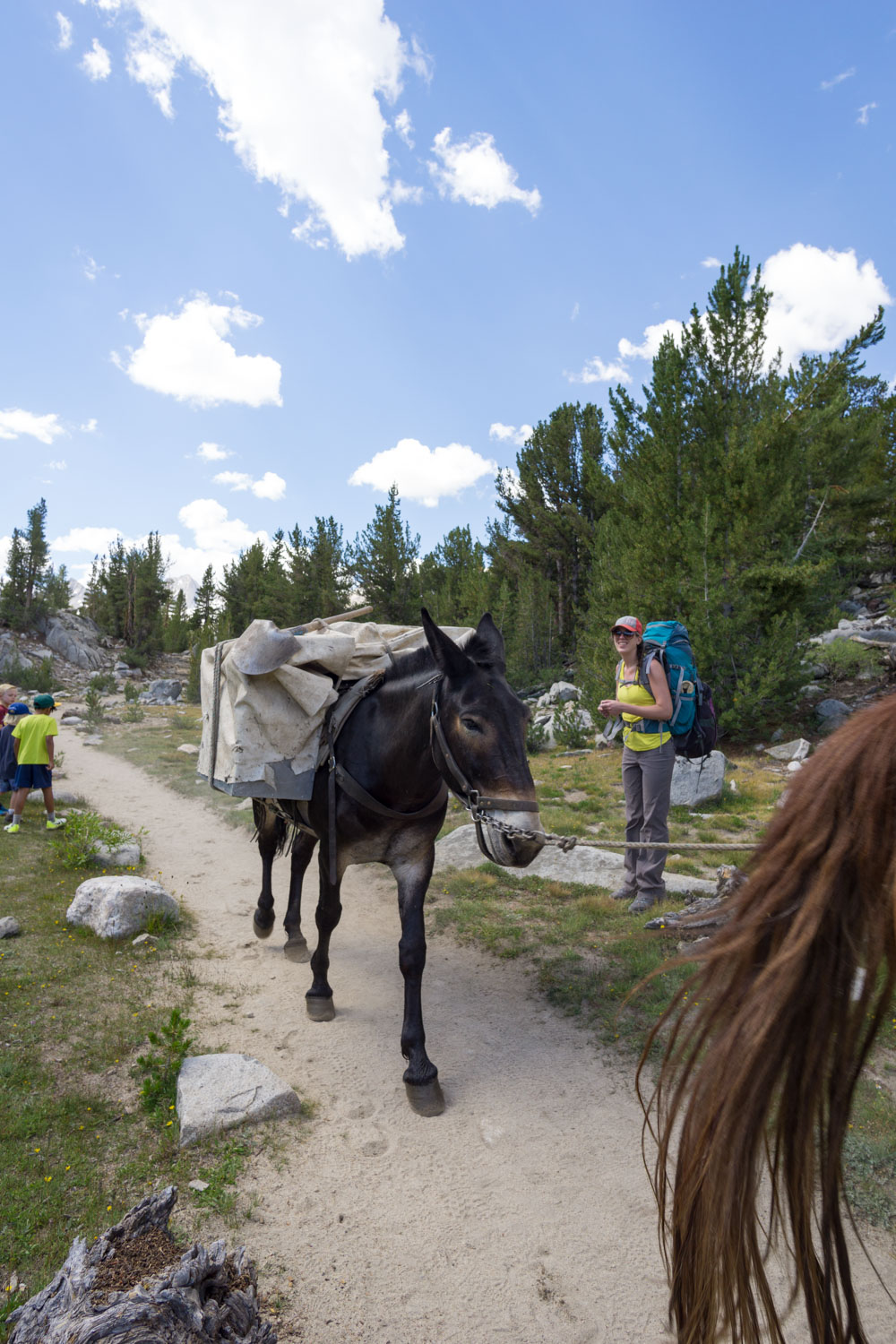 Pack mules on the earlier portions of the trail