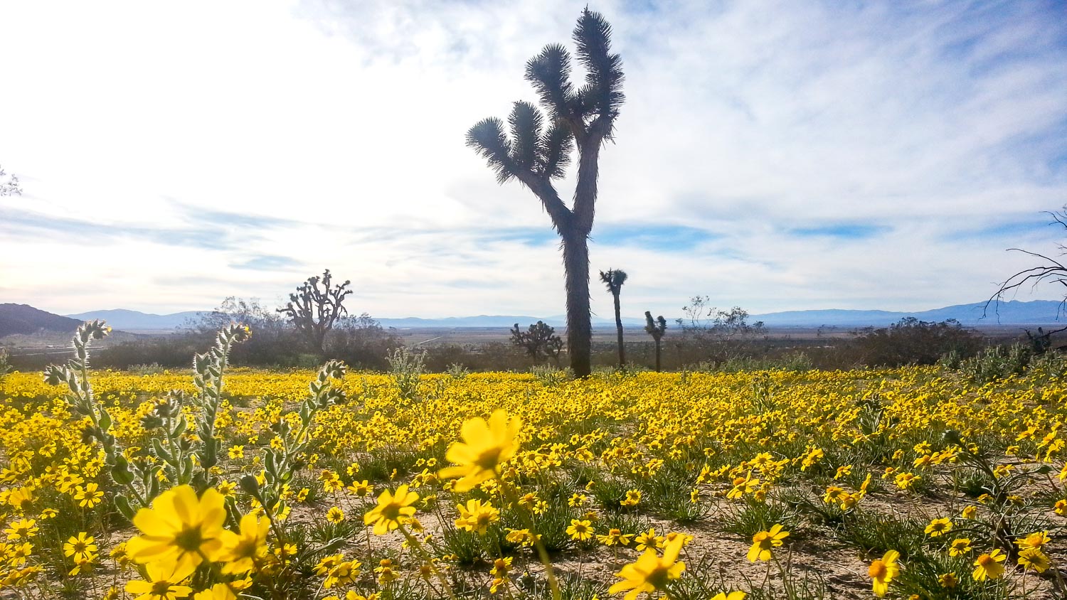 socal-20140308154011000.jpg