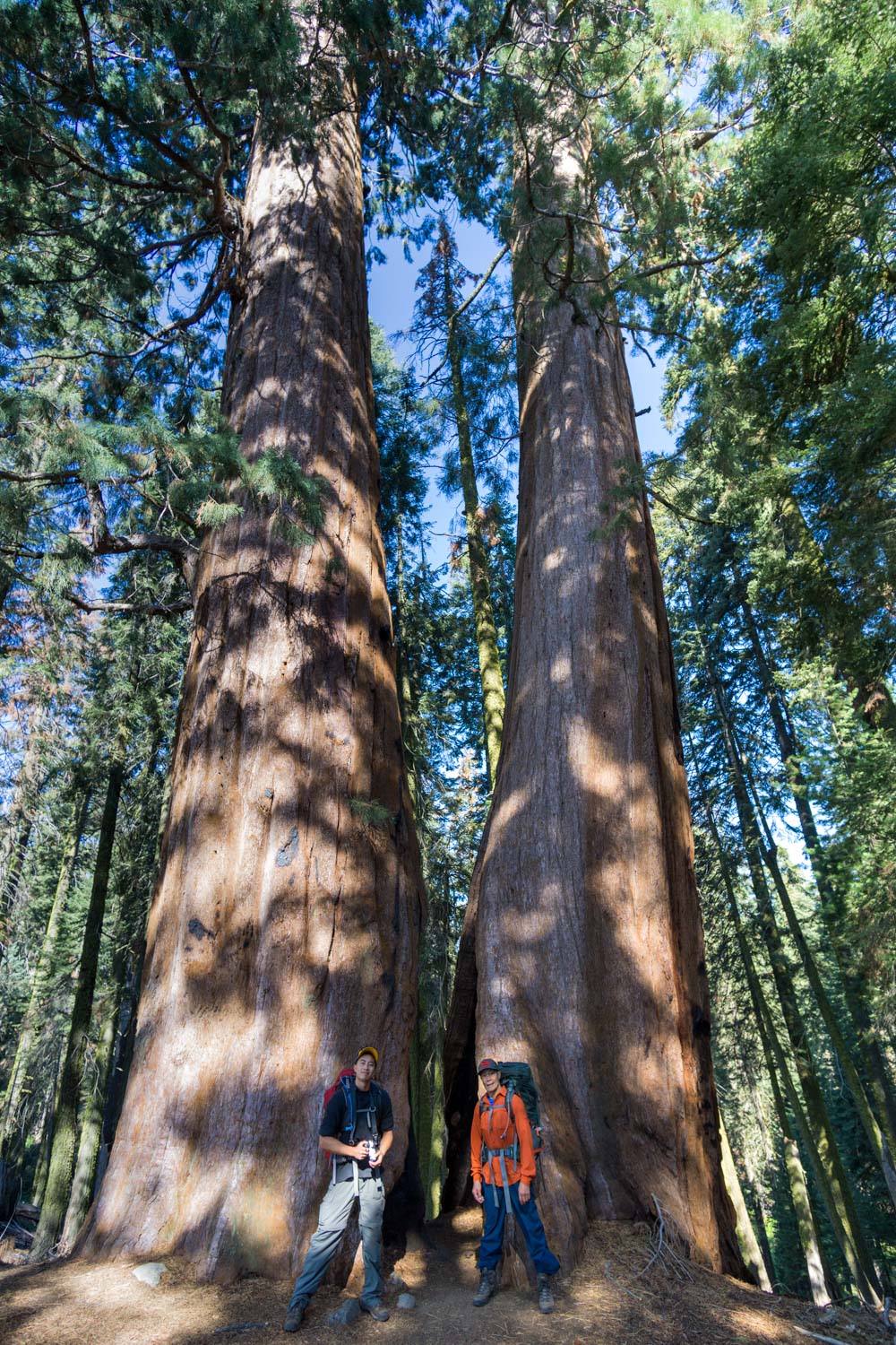 Giant sequoia trees in sequoia national park, ca