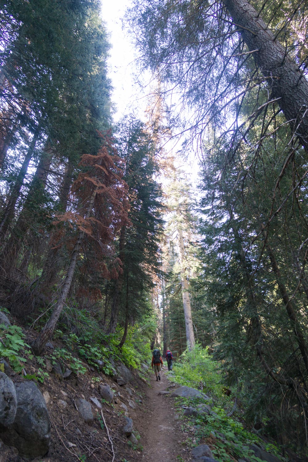 Backpacking through Sequoia National Park