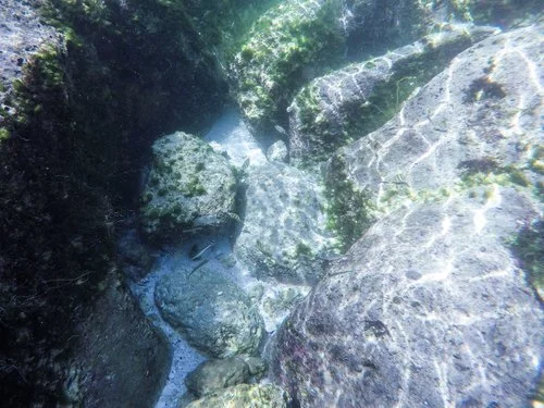 Surprised to see so much marine life in the pool!