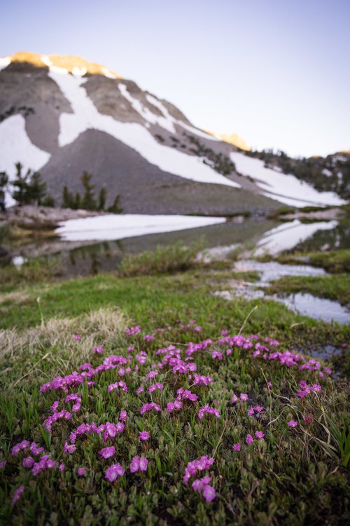 wildflowers at duck lake mammoth