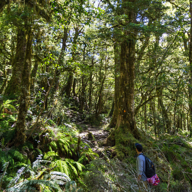 Forest hikes in fiordland national park