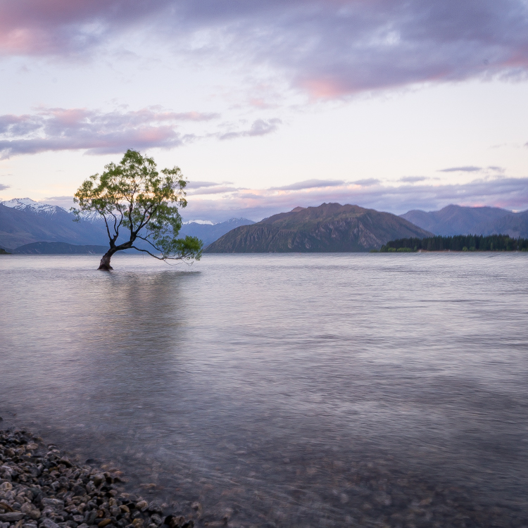 That famous wanaka tree, a must photograph