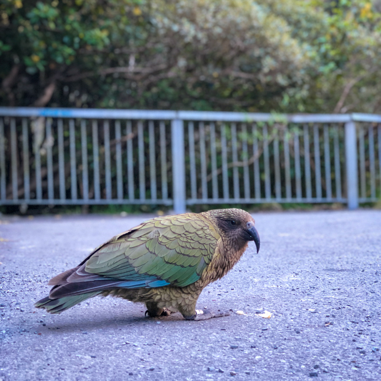Spotted a Kea along the road!