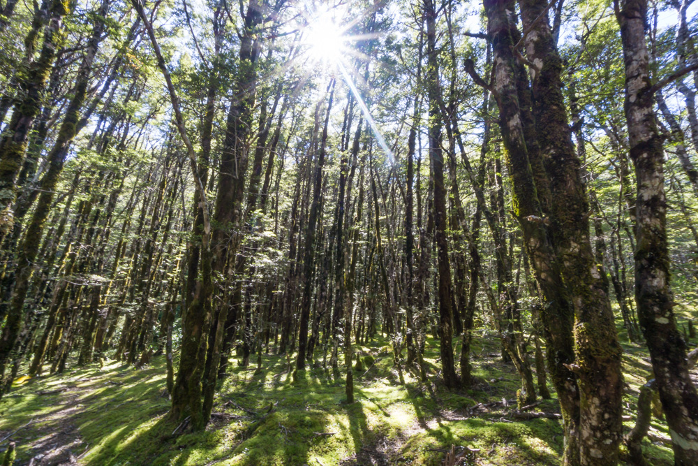 beech trees at arthurs pass national park new zealand