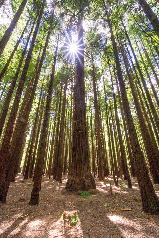 Redwood forest hike rotorua new zealand