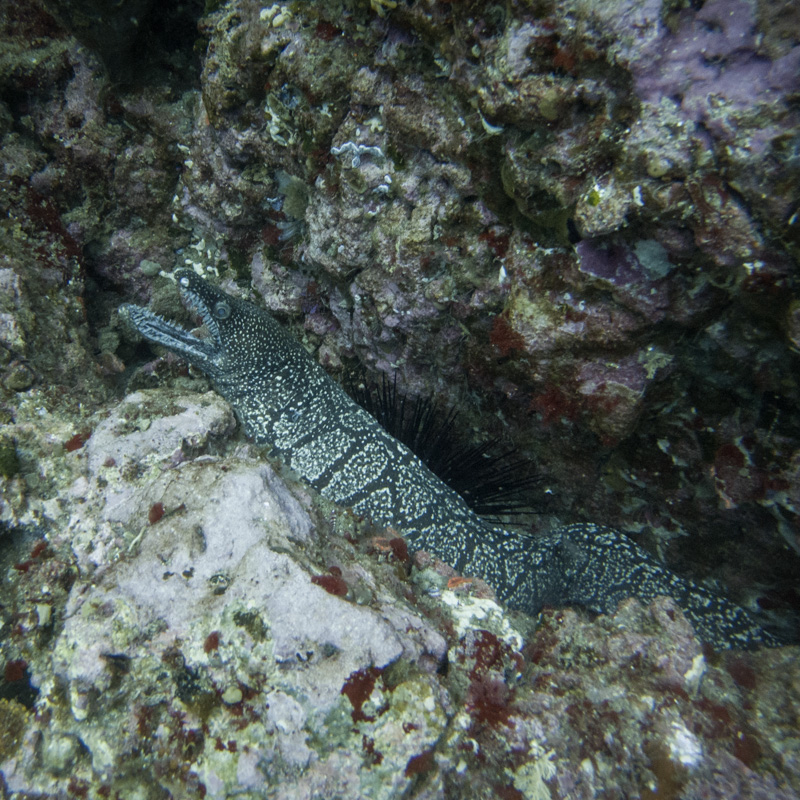 moray eel at poor knights island