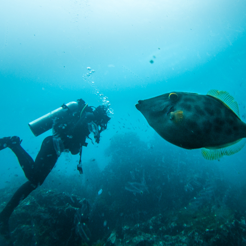 best scuba diving new zealand