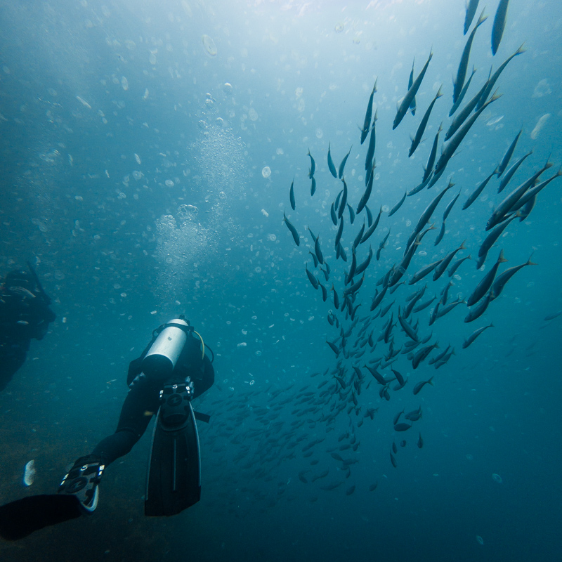 cold water diving on north island