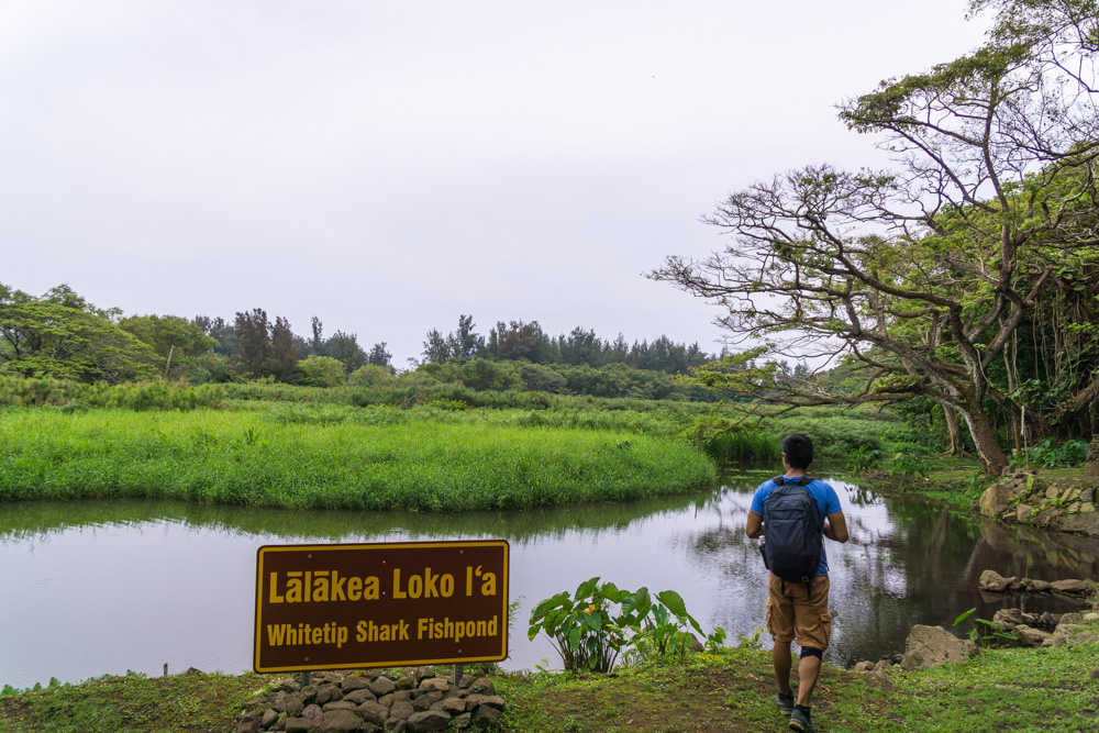 waipio valley hike big island