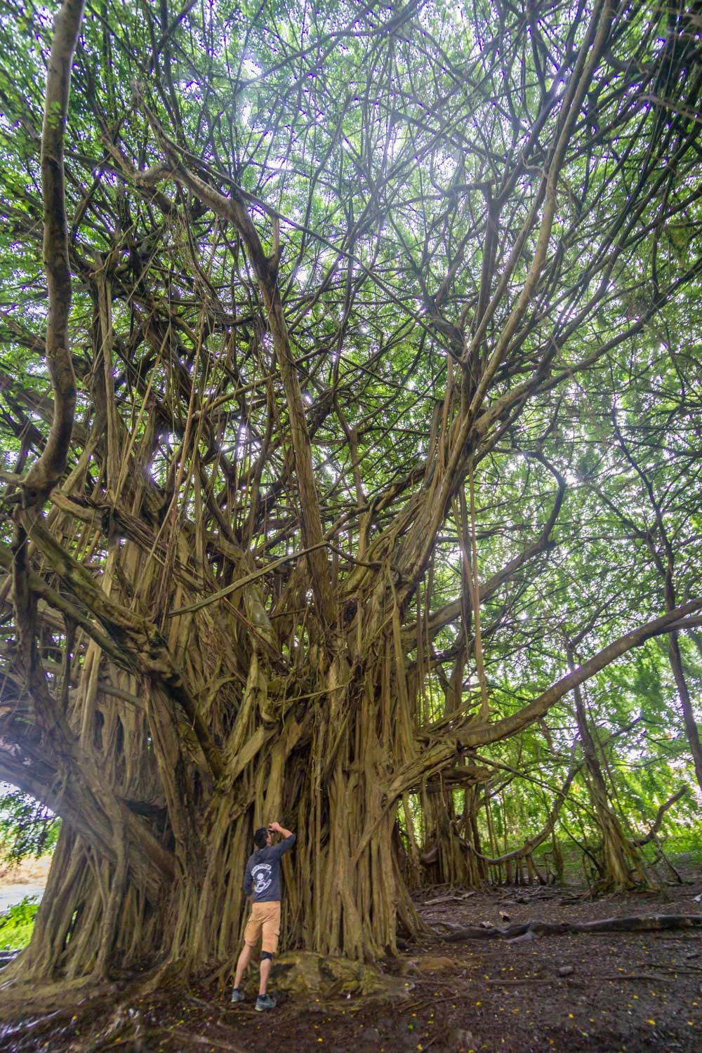 Banyan trees at rainbow falls