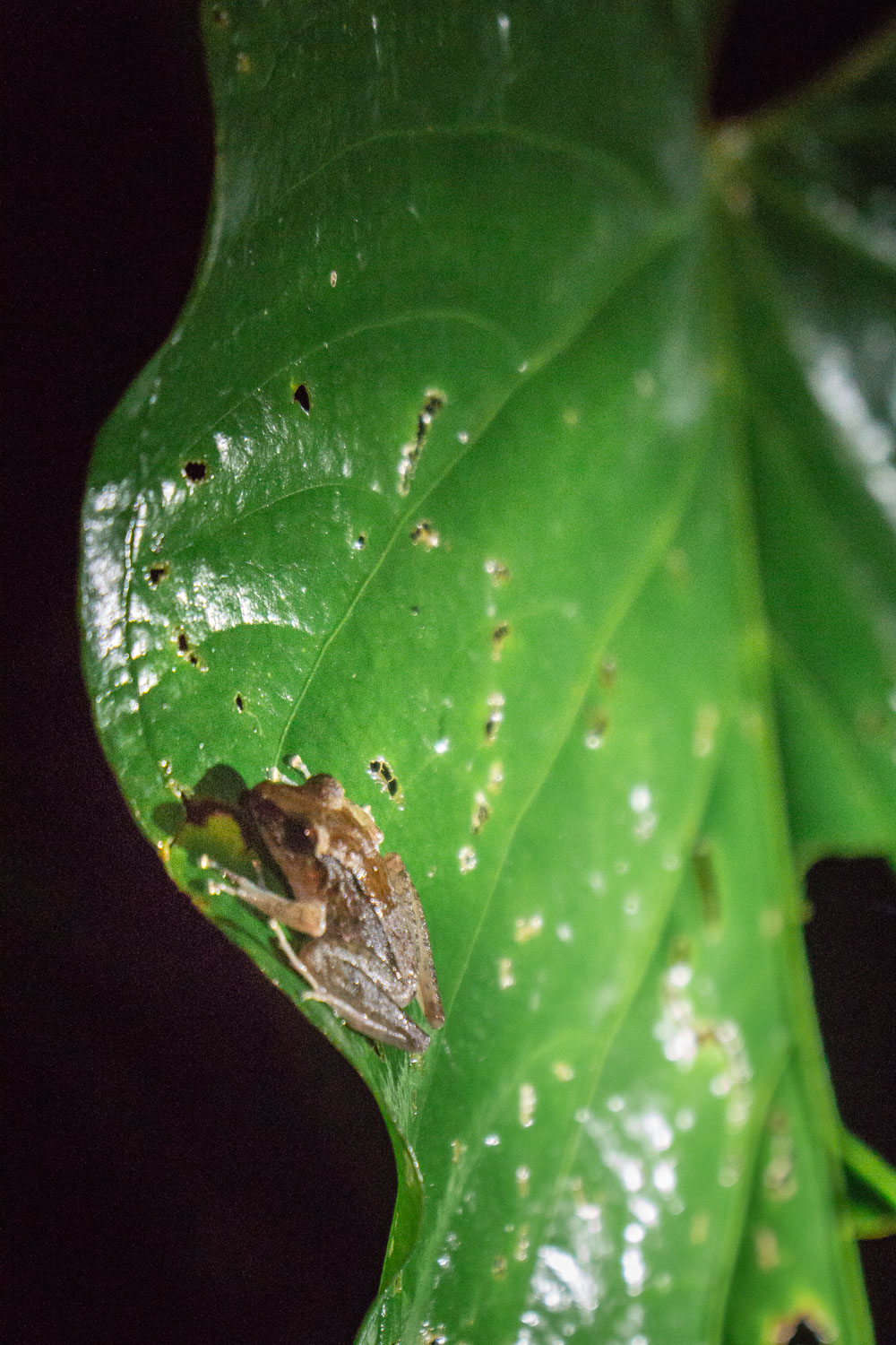A small nocturnal frog nestled on a leaf