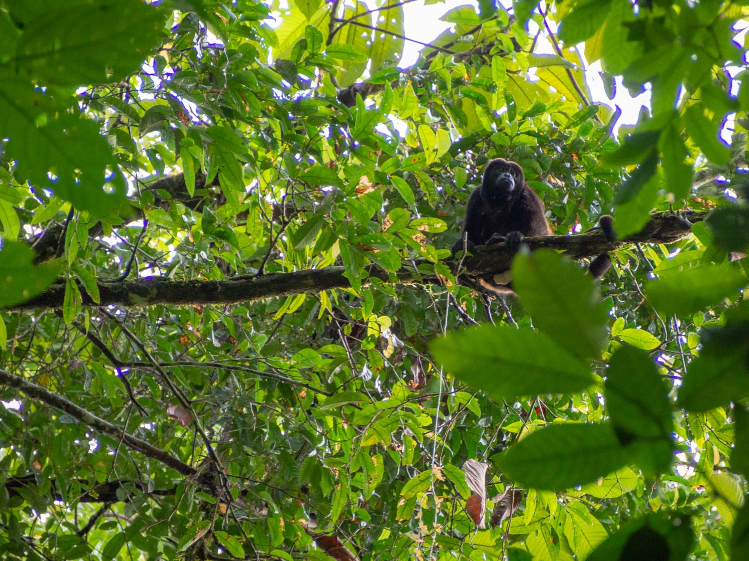 Howler Monkey while day hiking from La Tarde