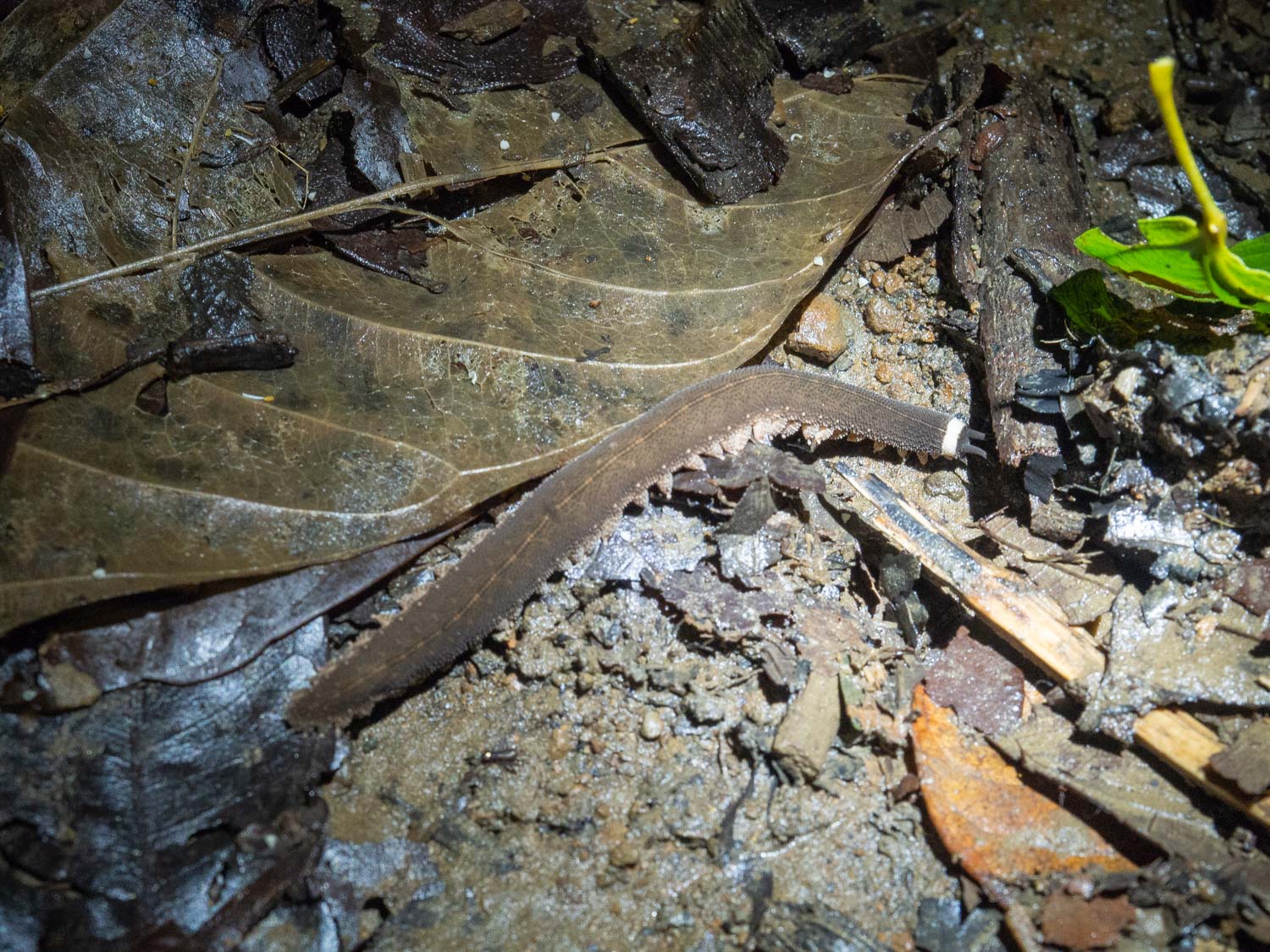 Night hike from La Tarde