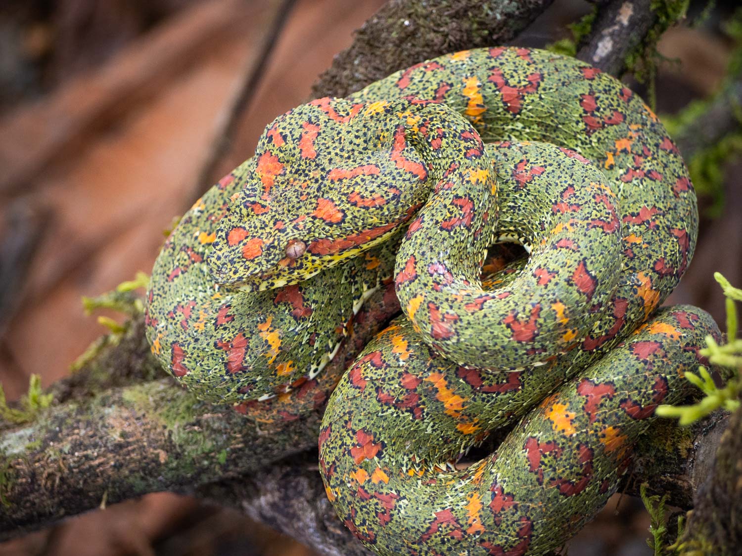 Poisonous snake in Costa Rica