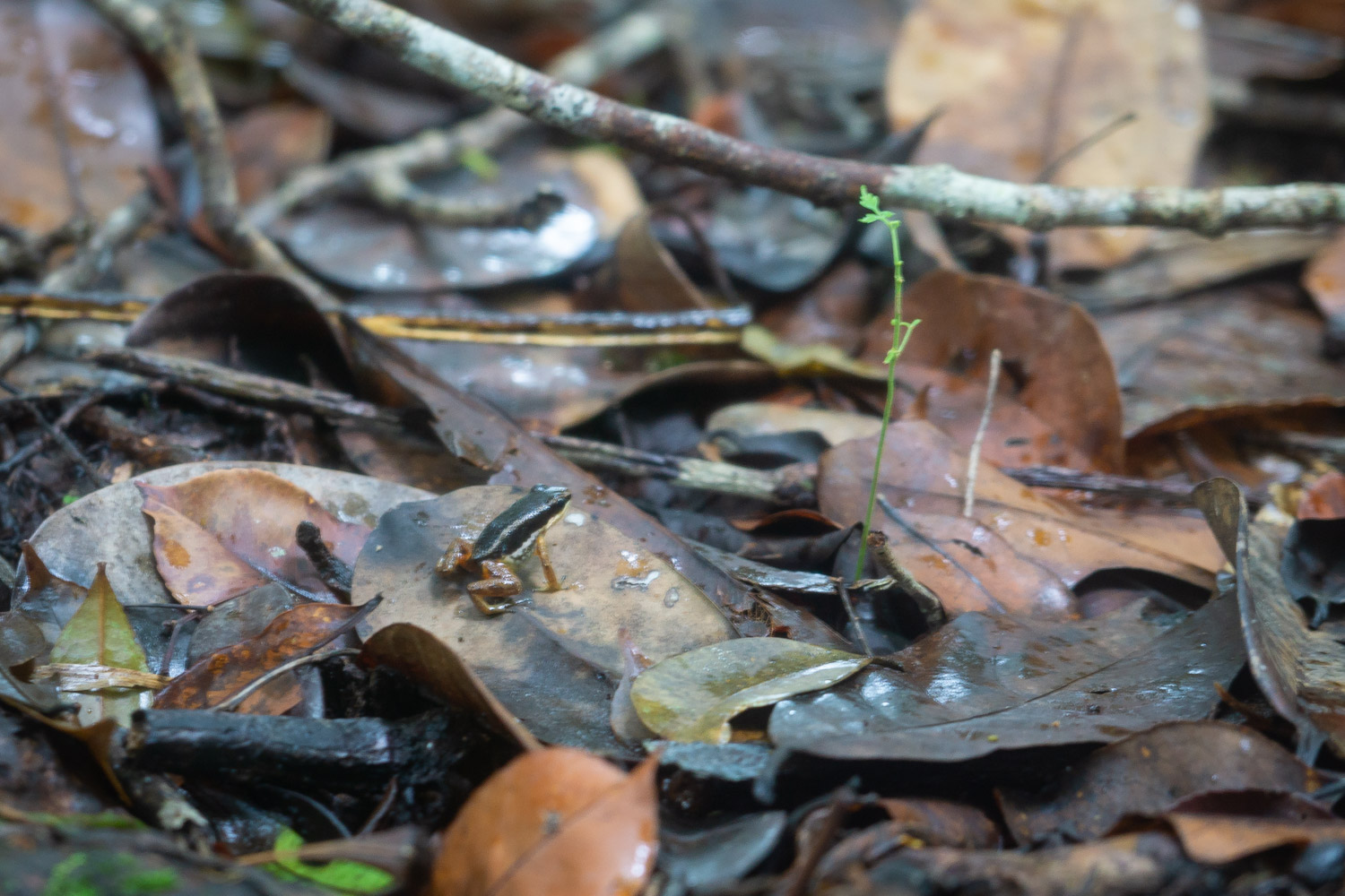 poisonous frogs in corcovado jungle