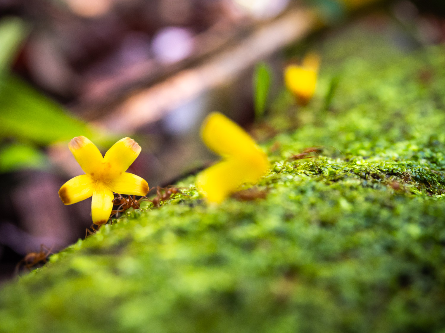 leaf cutter ants on the forest floor