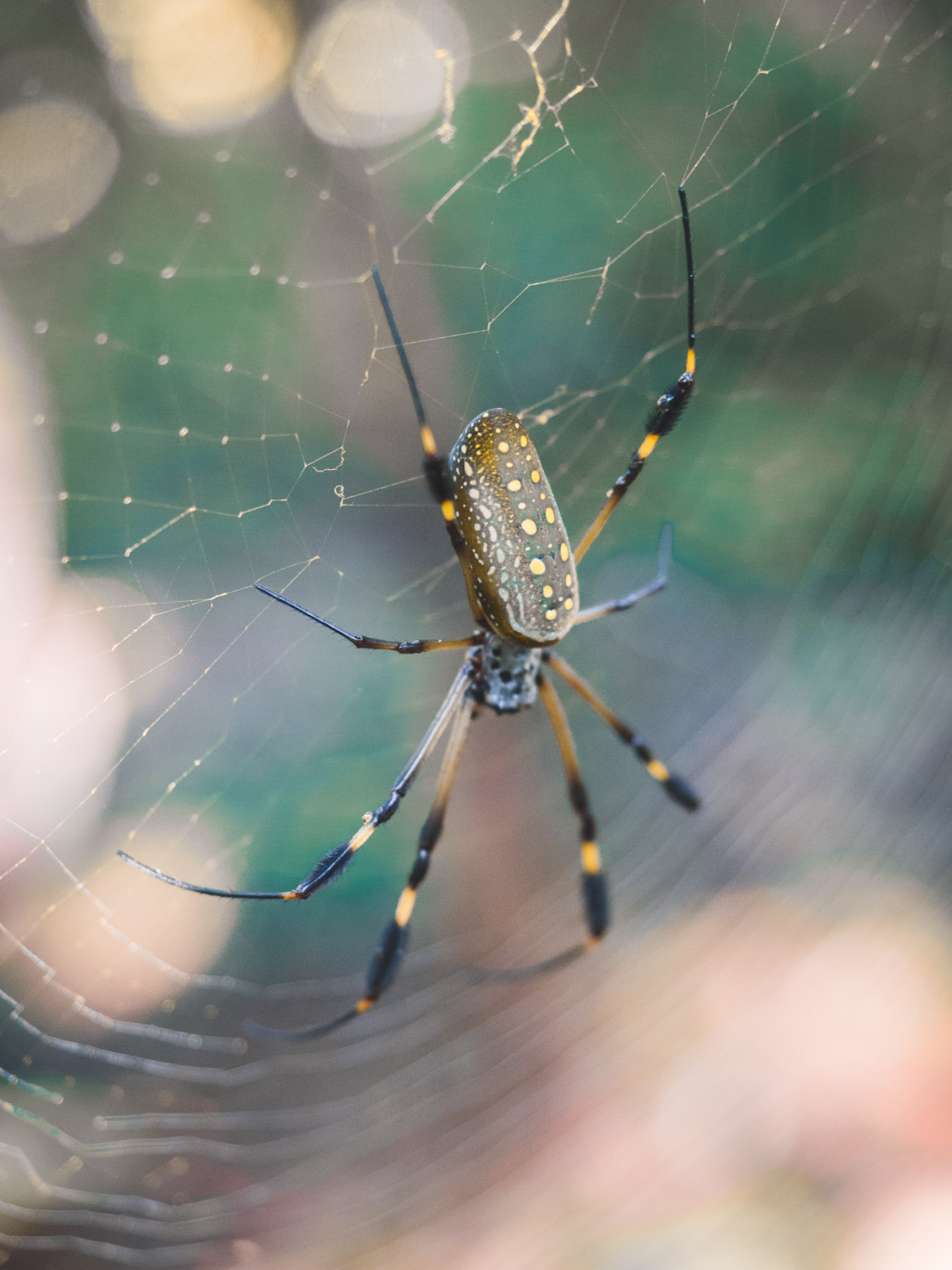 Golden orb spider in costa rica