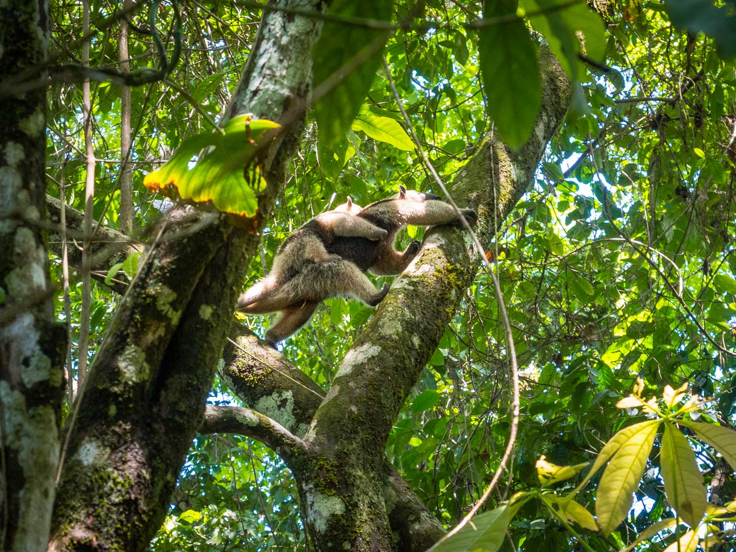 Lesser anteater and her baby