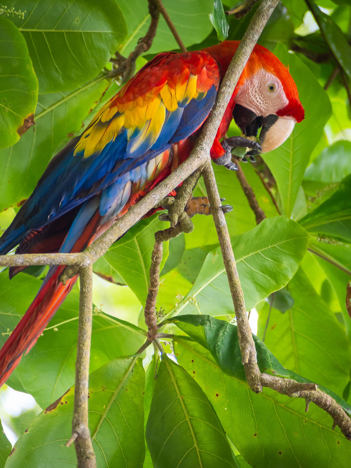 Colorful scarlet macaw in the trees by the beach