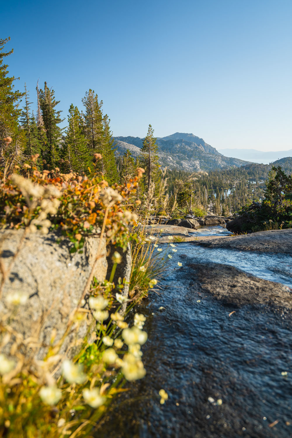 Wildflowers by Fontanillis Lake outlet