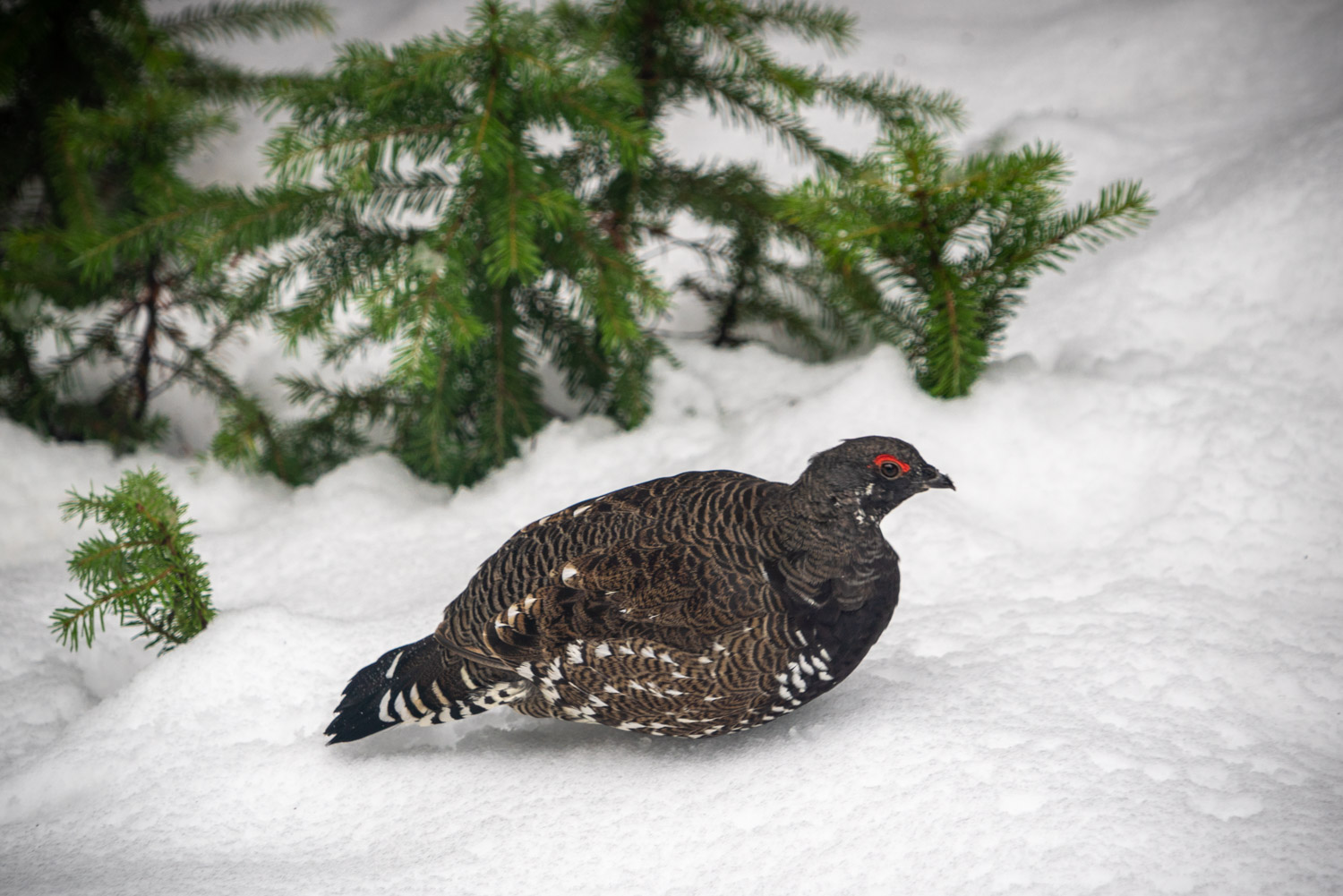 Spotted a Spruce Grouse in the snow!