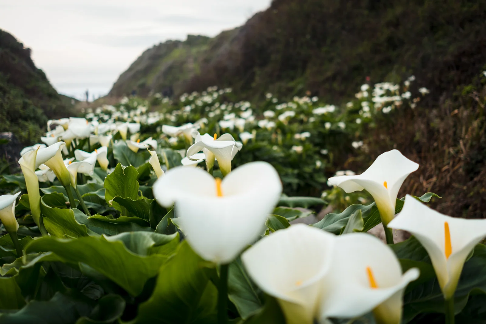 A stunning display of wild calla lilies