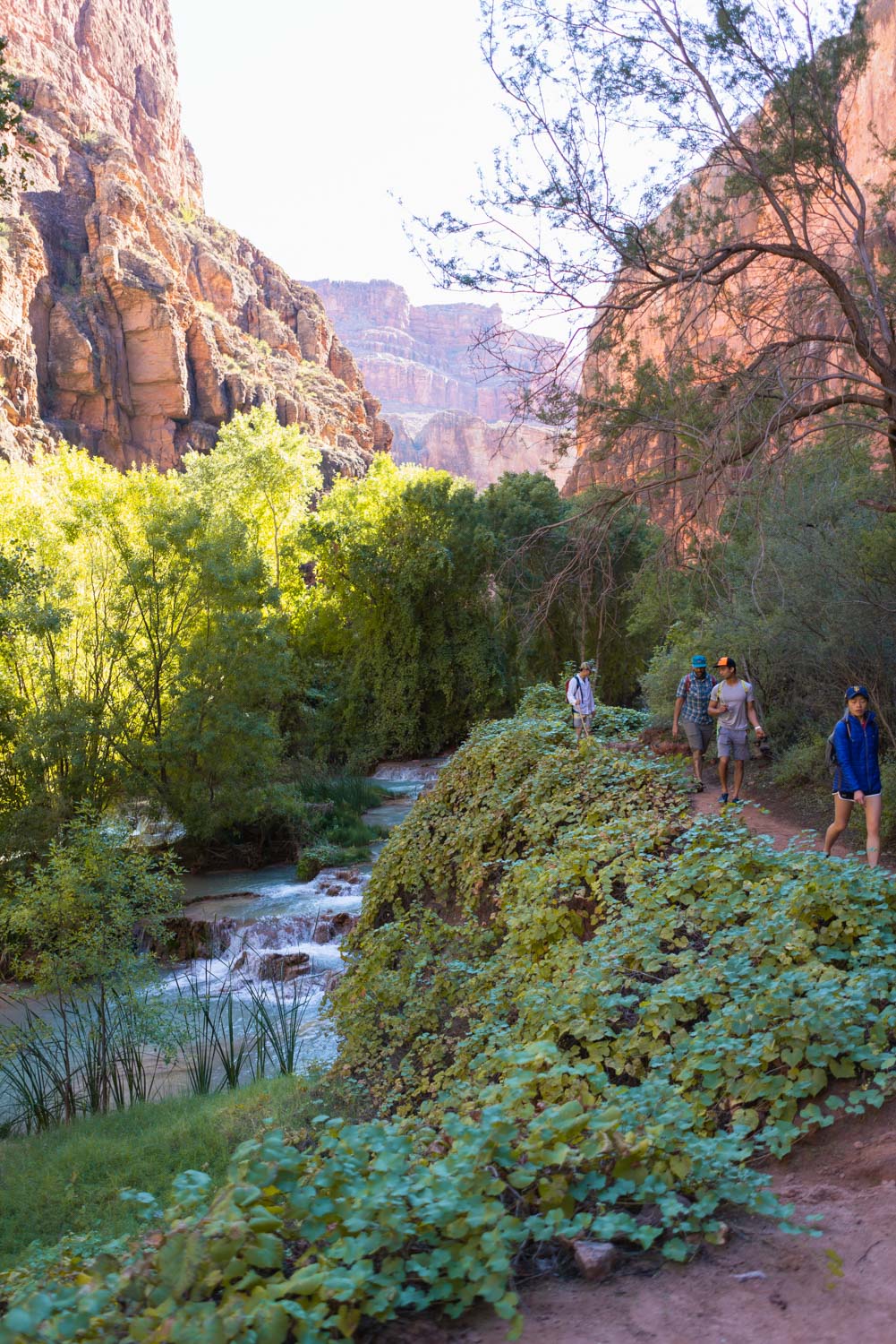 easy hikes following havasu creek