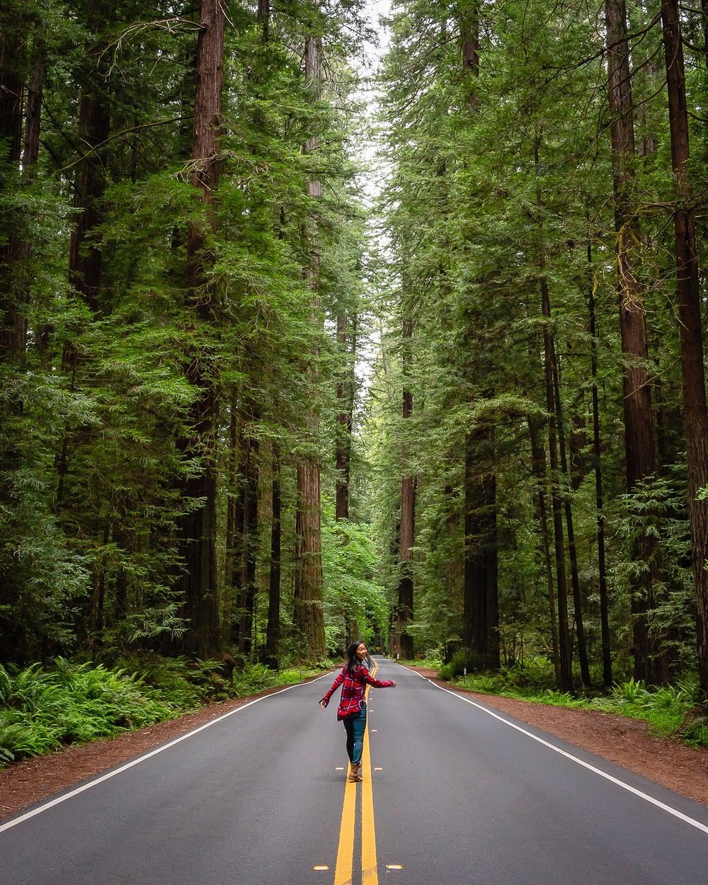 Avenue of Giants road