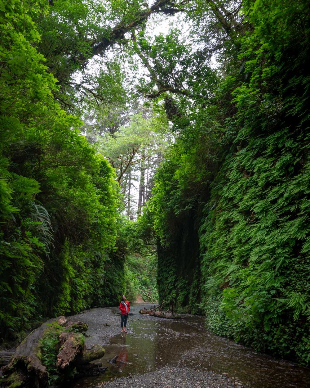 Fern Canyon hike