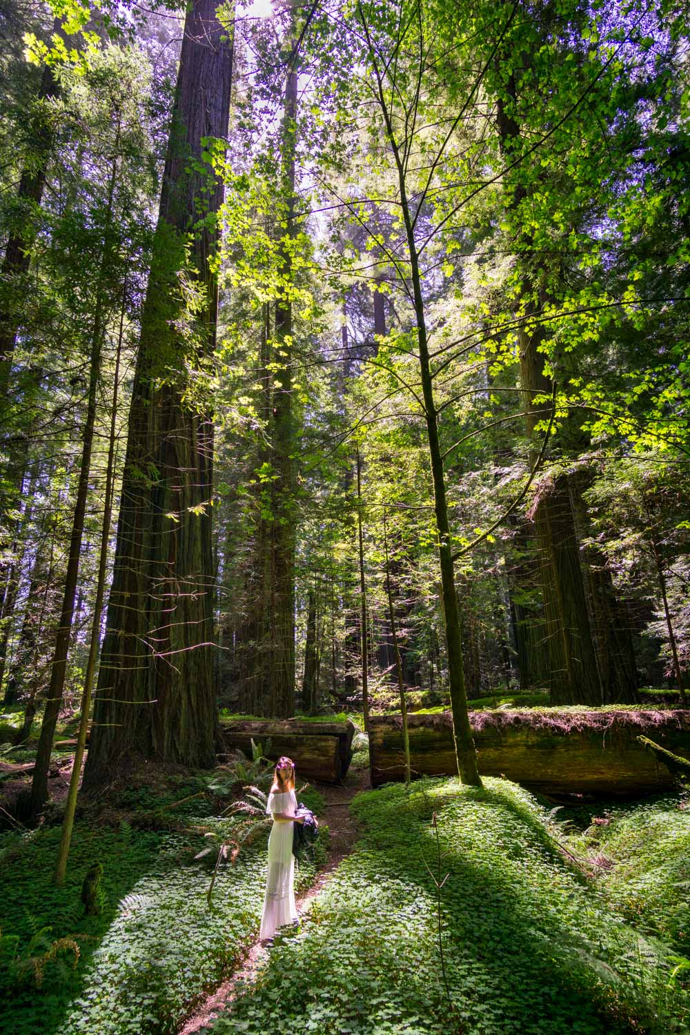 A grove in Humboldt Redwoods