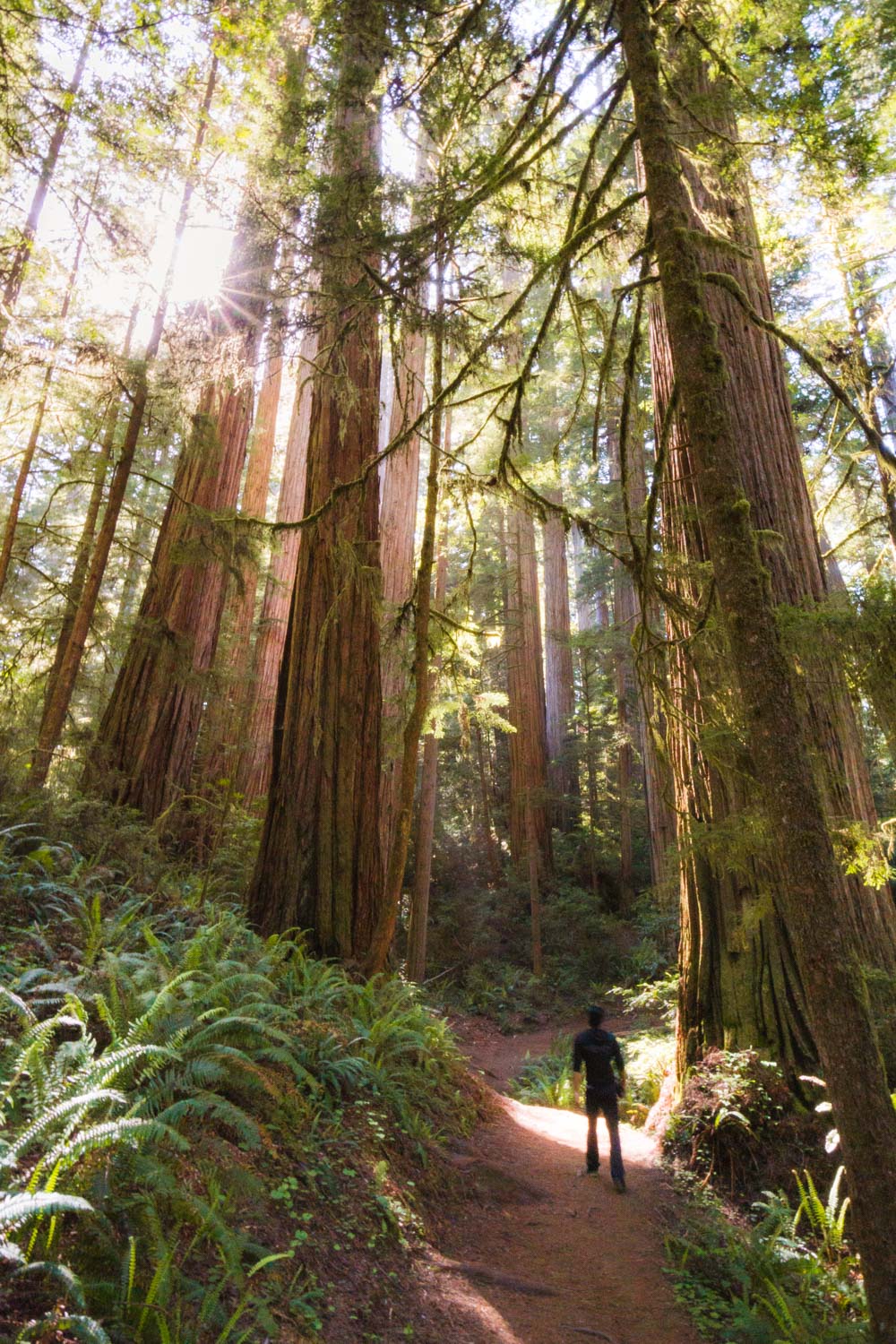 Boy Scout Trail