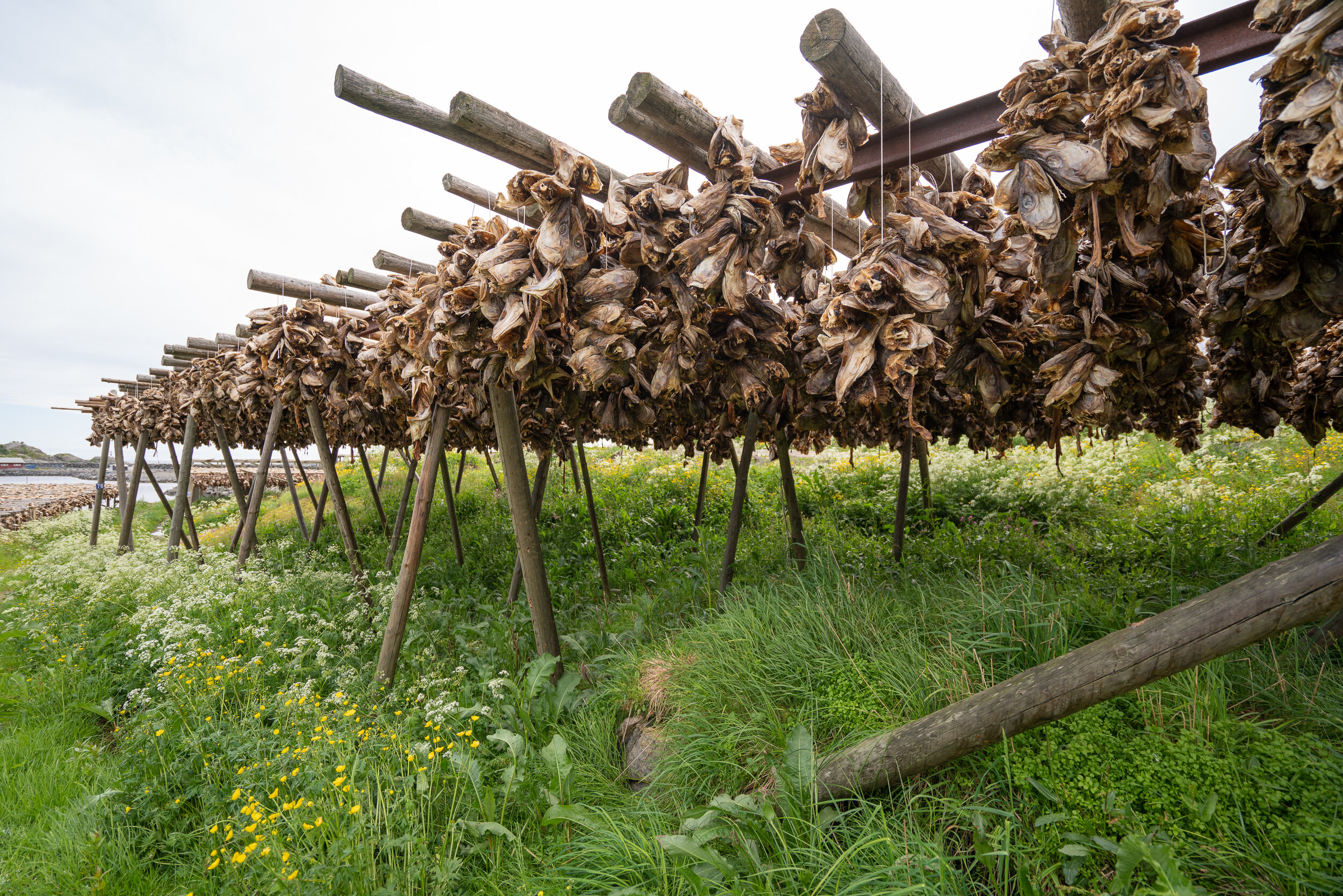 Stockfish - what to expect on a Lofoten road trip