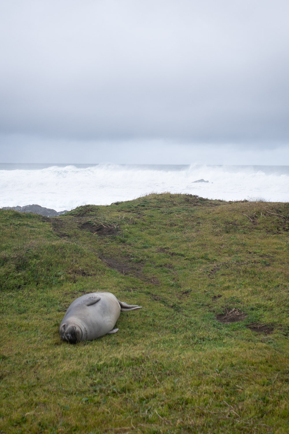 Seals of the Lost Coast Trail in California