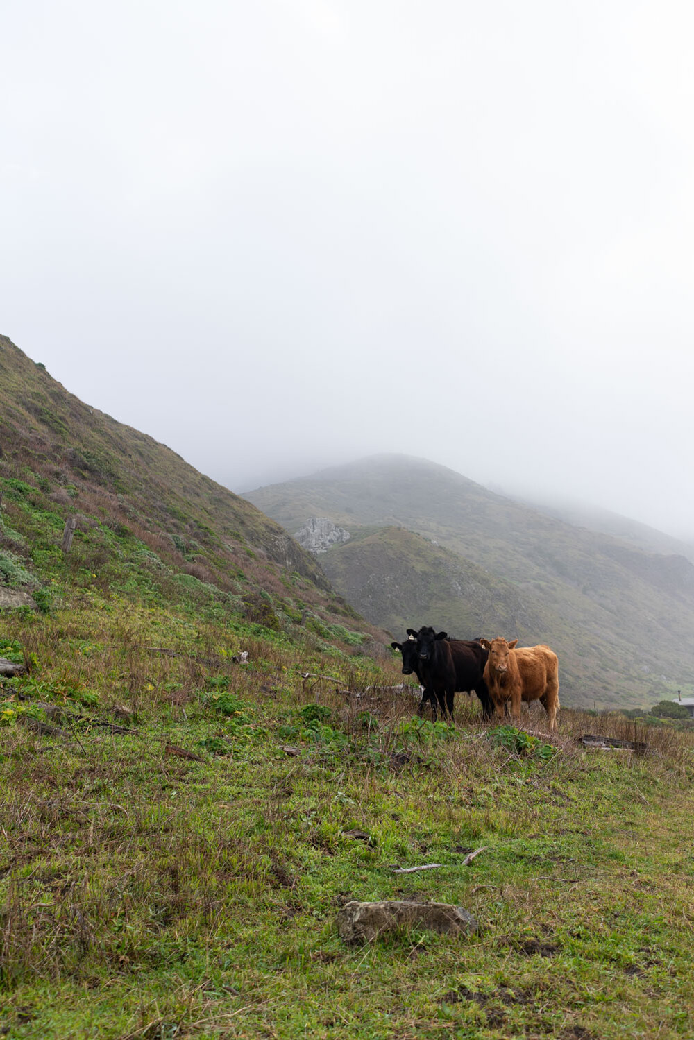 Cows of the King Range Wilderness