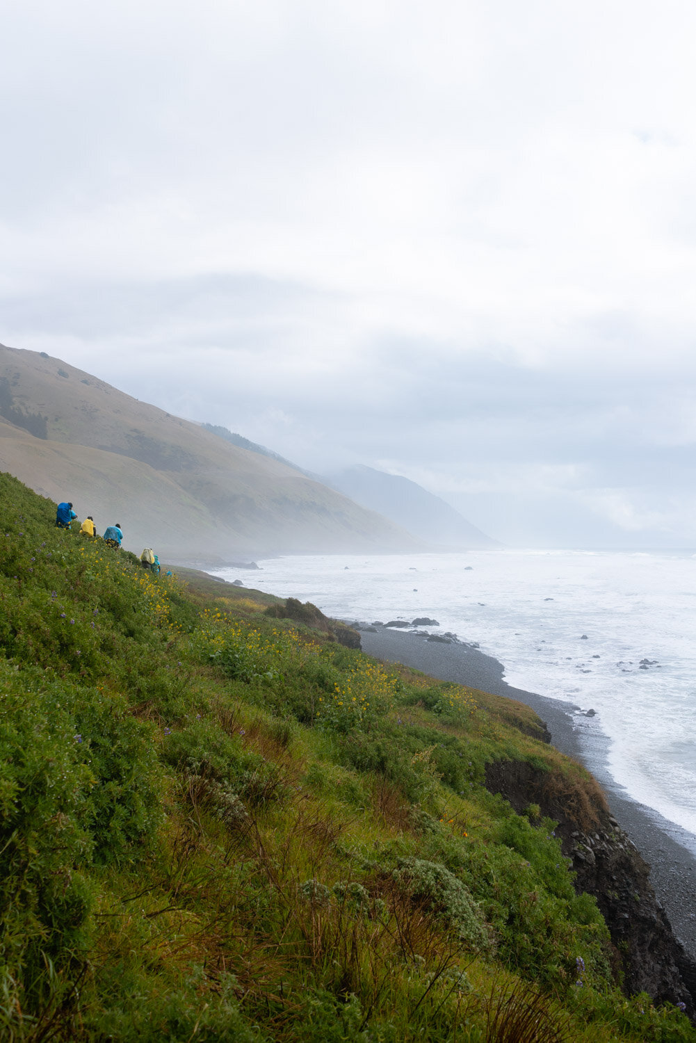 Wildflowers on the Lost Coast in Northern California