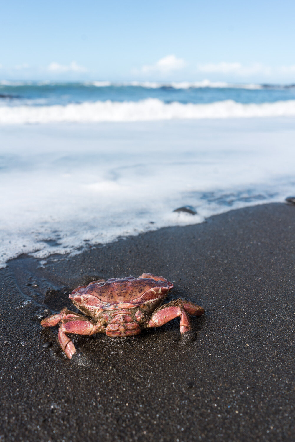 Wildlife in the Lost Coast near Petrolia