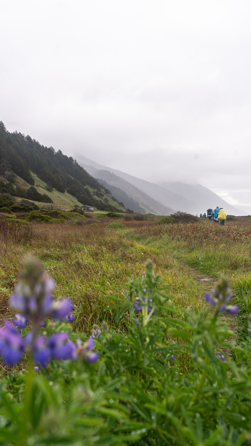 Backpacking the Lost Coast Trail in spring for wildflowers