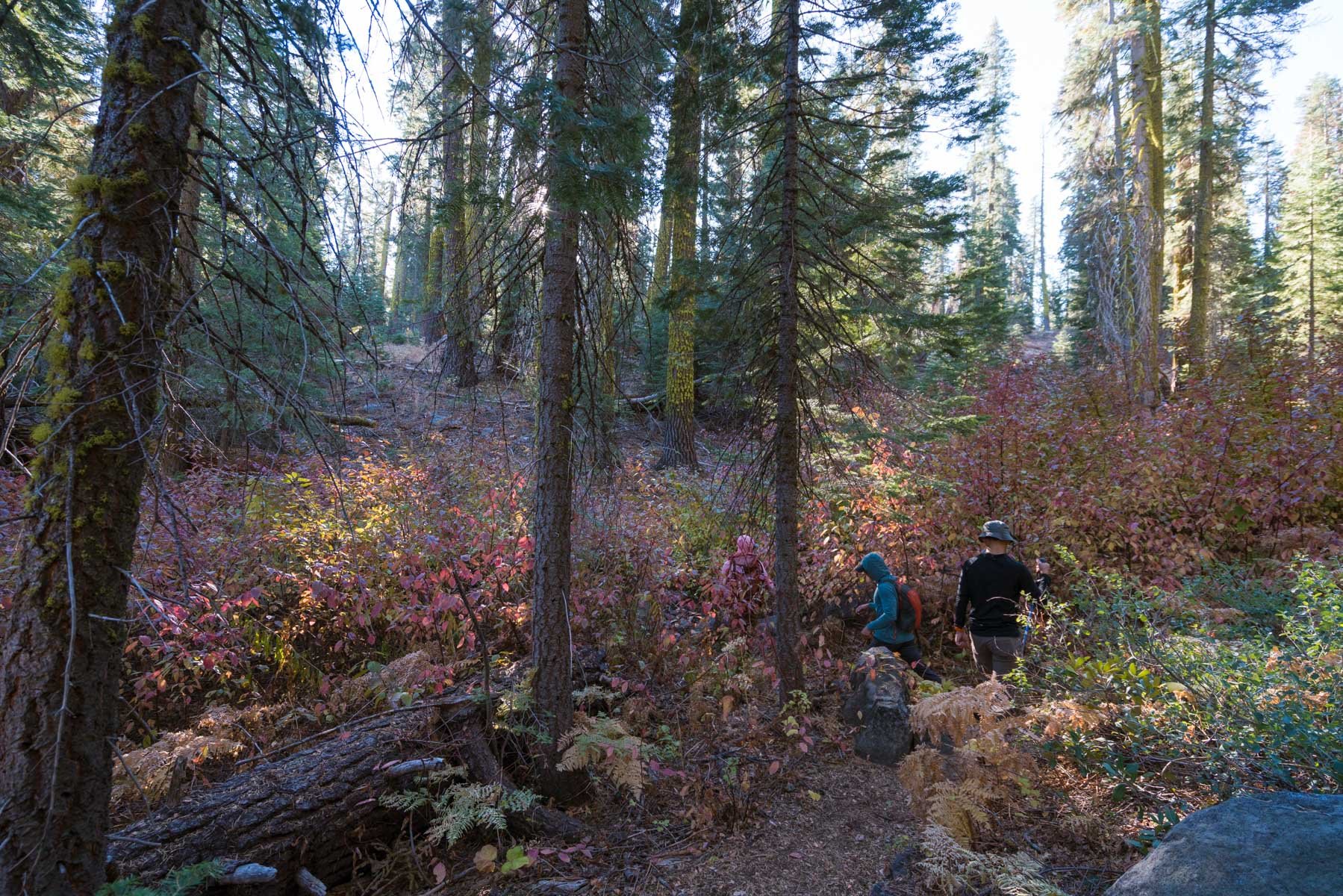 Fall colors hiking along the Pohono Trail