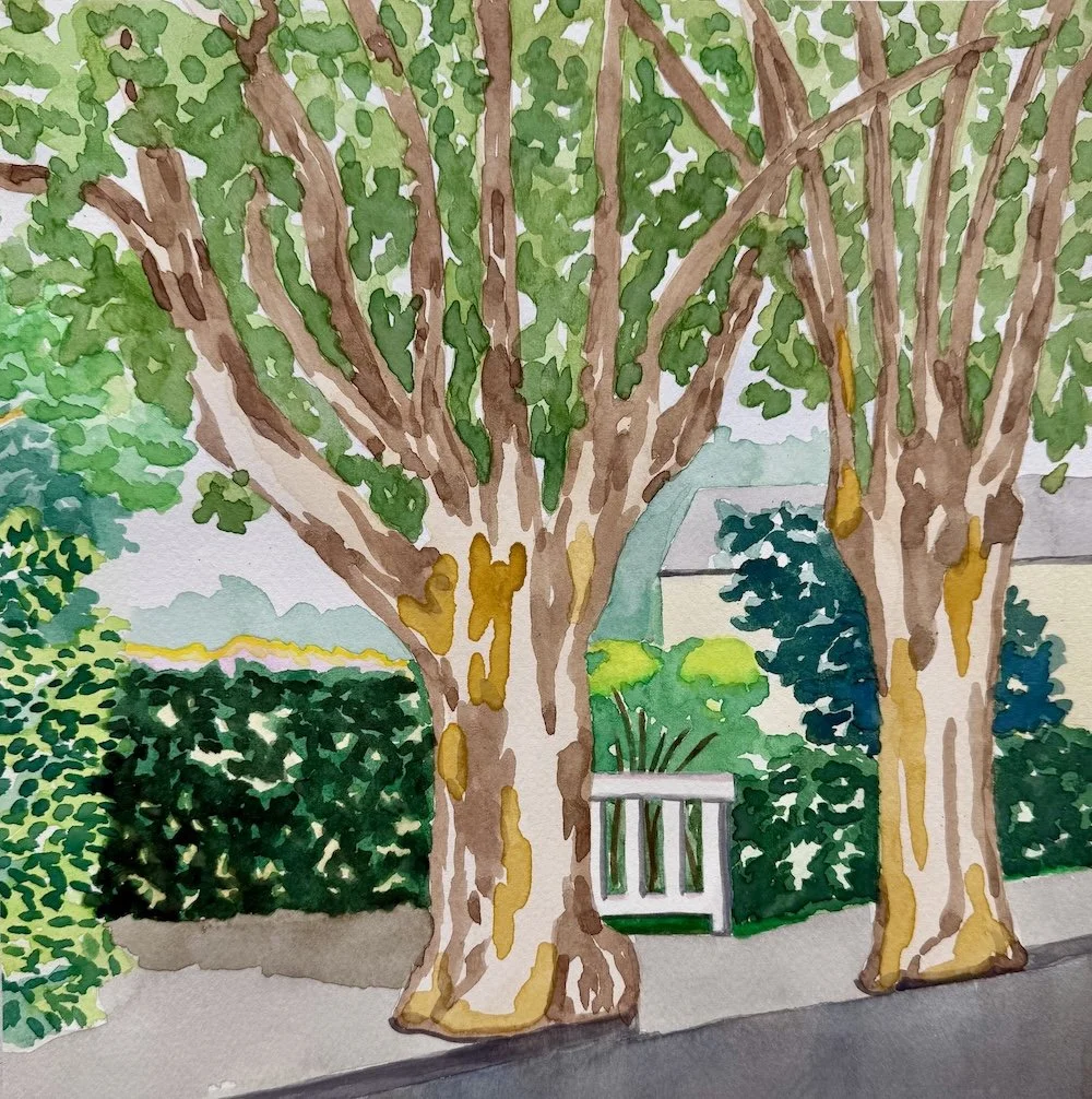 Sycamores, watercolor on paper, 10x10 inches (sold)