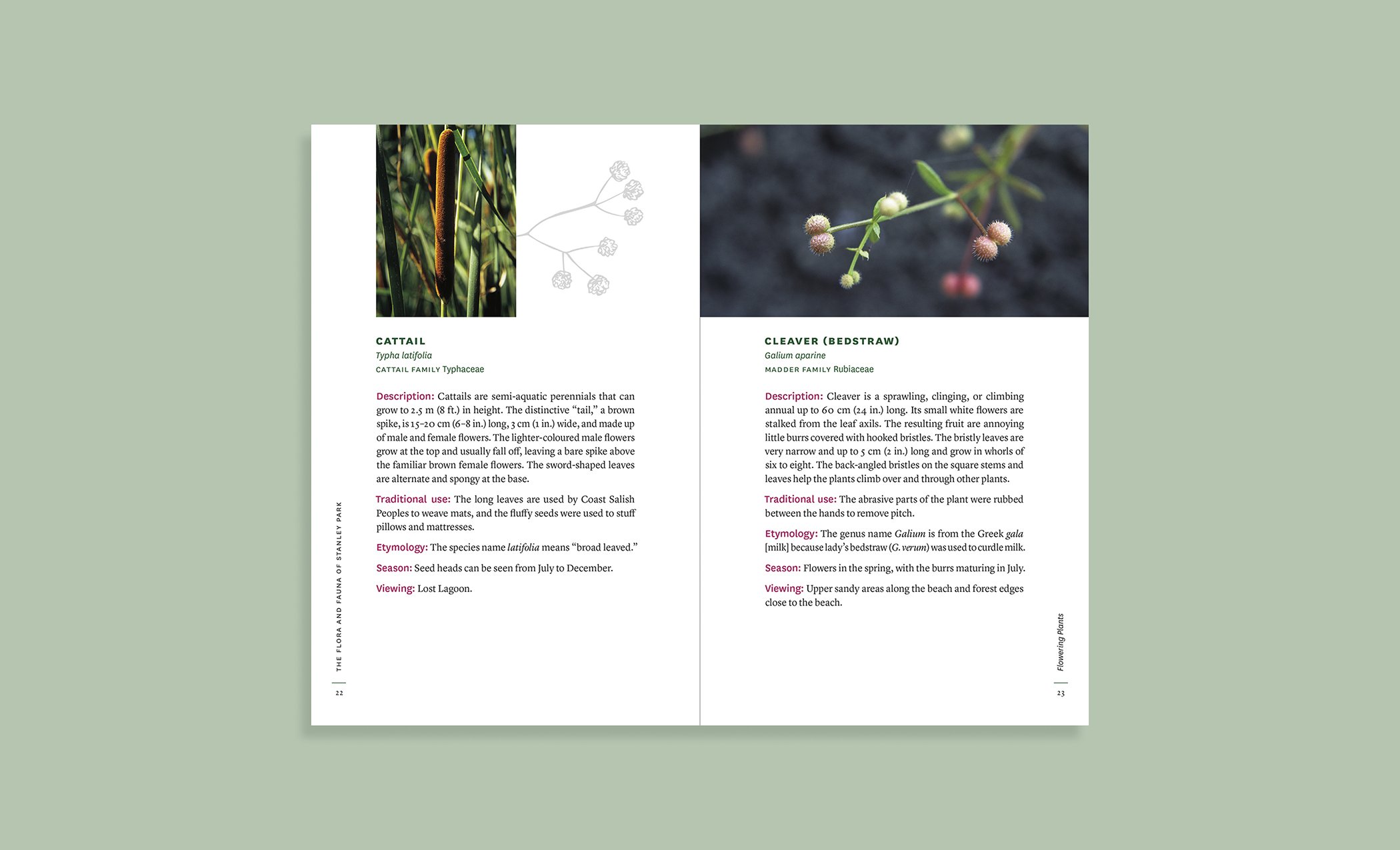   The Flora and Fauna of Stanley Park   book design / illustration  Heritage House Publishing 