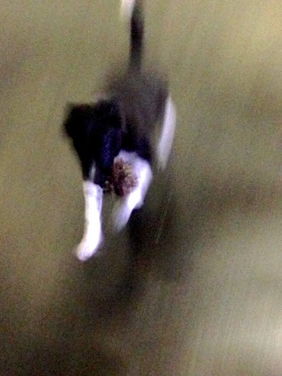 serge blur w cluster.jpg