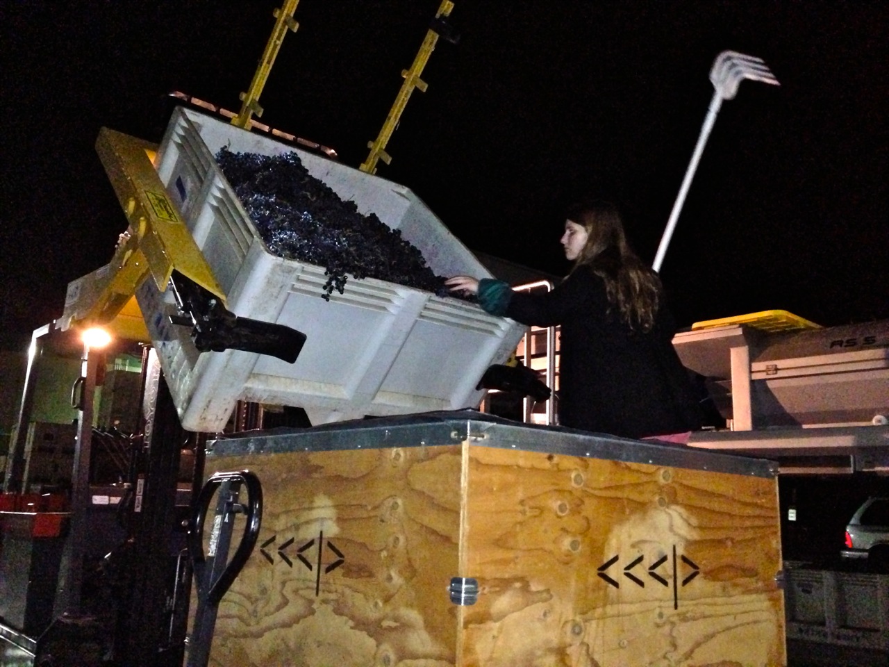 crushpad jc raking clusters into bin.jpg