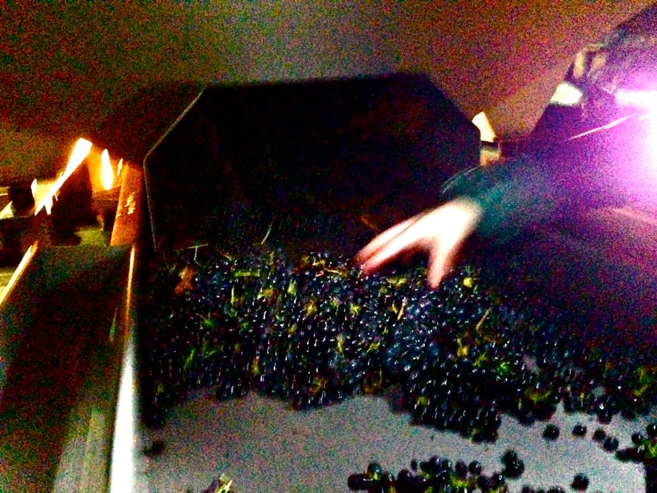 crushpad night sorting.jpg